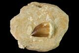 Mosasaur (Prognathodon) Tooth In Rock - Morocco #143741-1